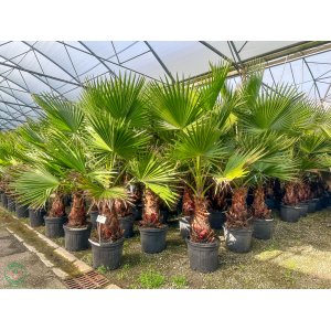 Mexická palma (Washingtonia robusta) – výška 250-300 cm, kont. C70L (-4°C) 